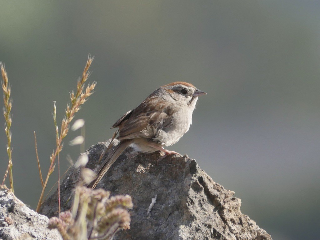 Rufous-crowned Sparrow - ML577390331