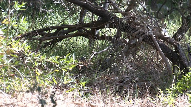 Gray Shrikethrush - ML577390541