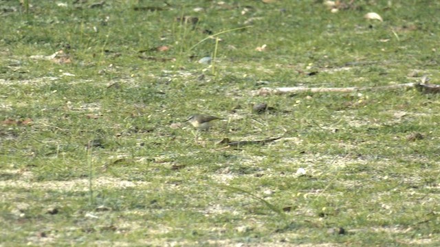 Шиподзьоб жовтогузий - ML577391521