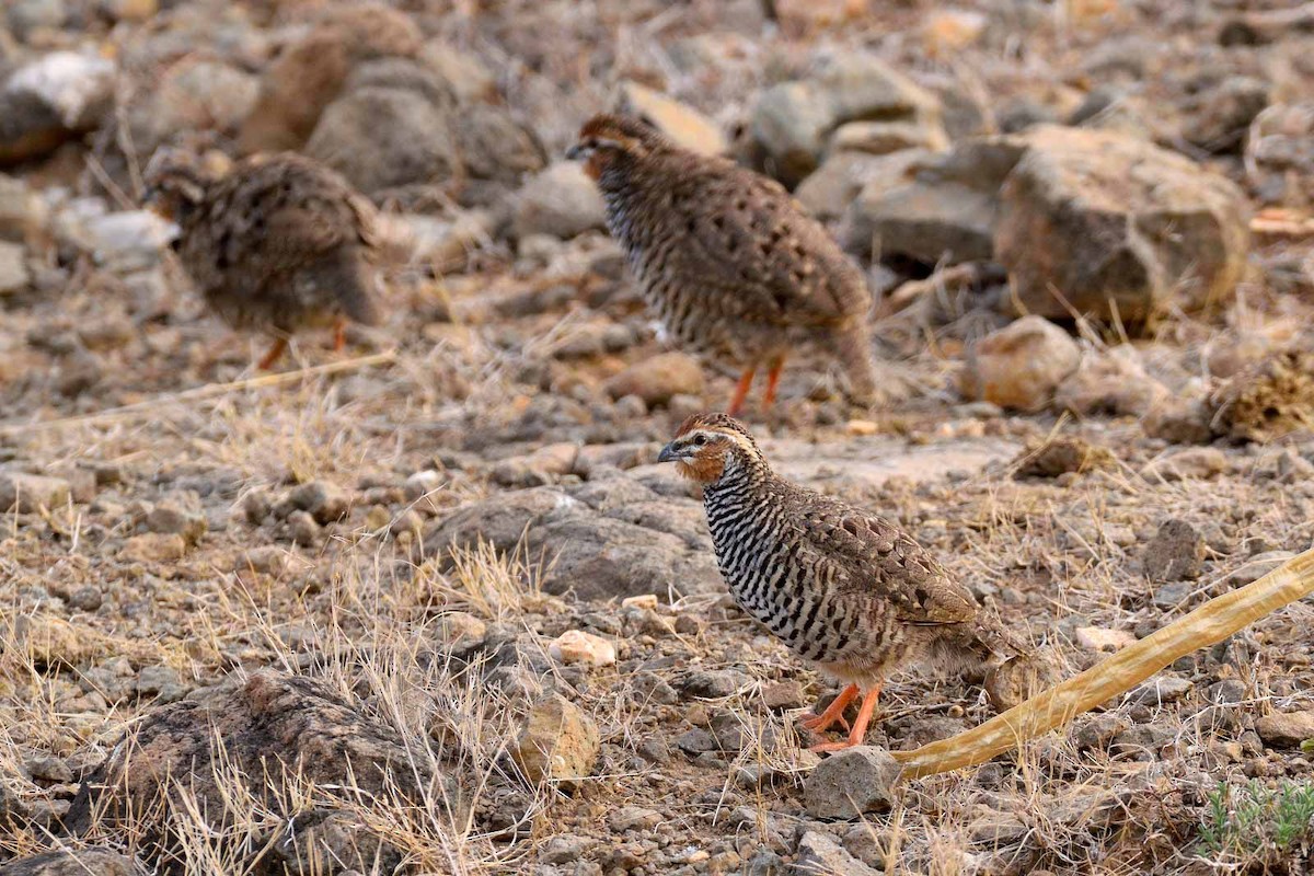 Rock Bush-Quail - Hiren Khambhayta