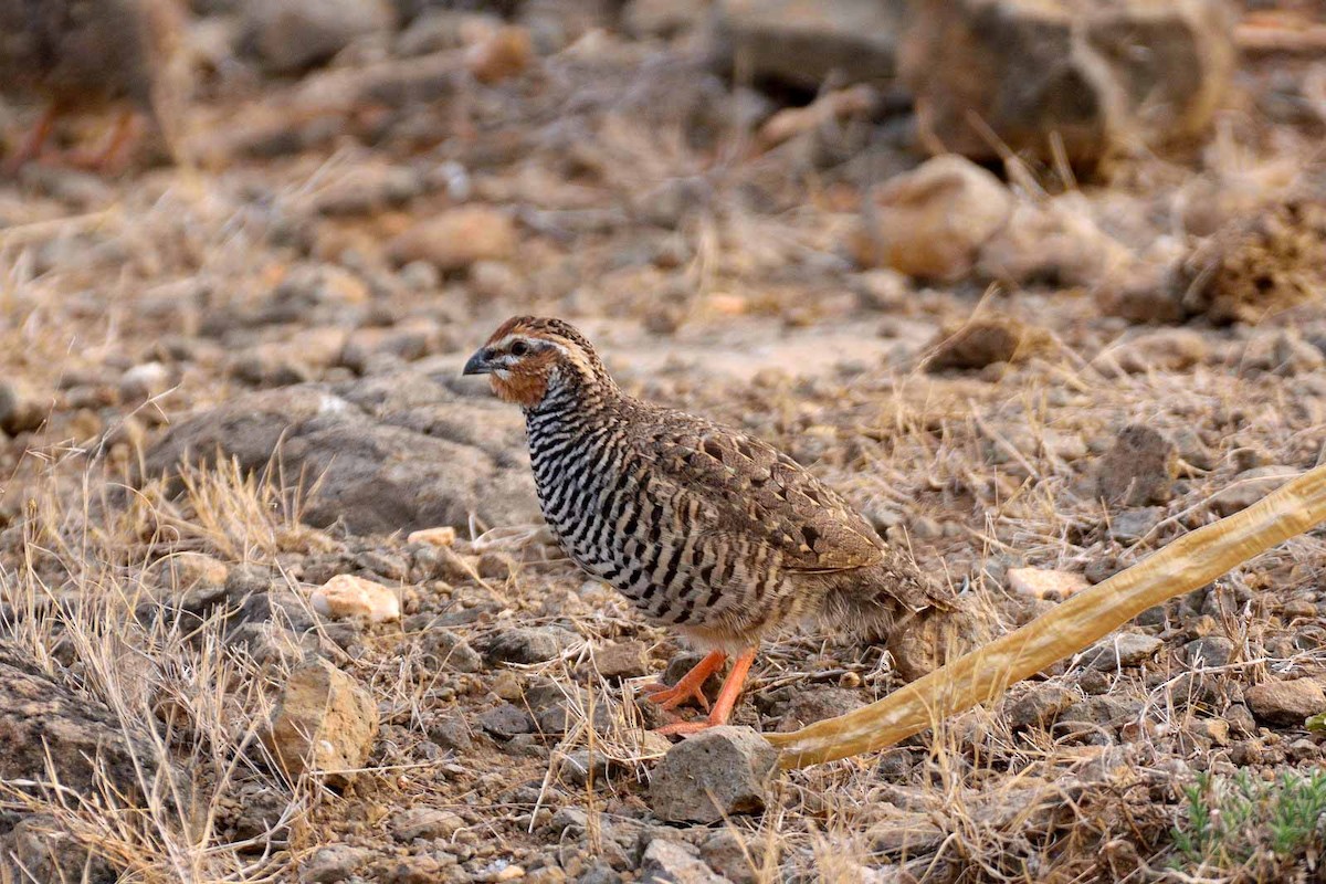 Rock Bush-Quail - Hiren Khambhayta