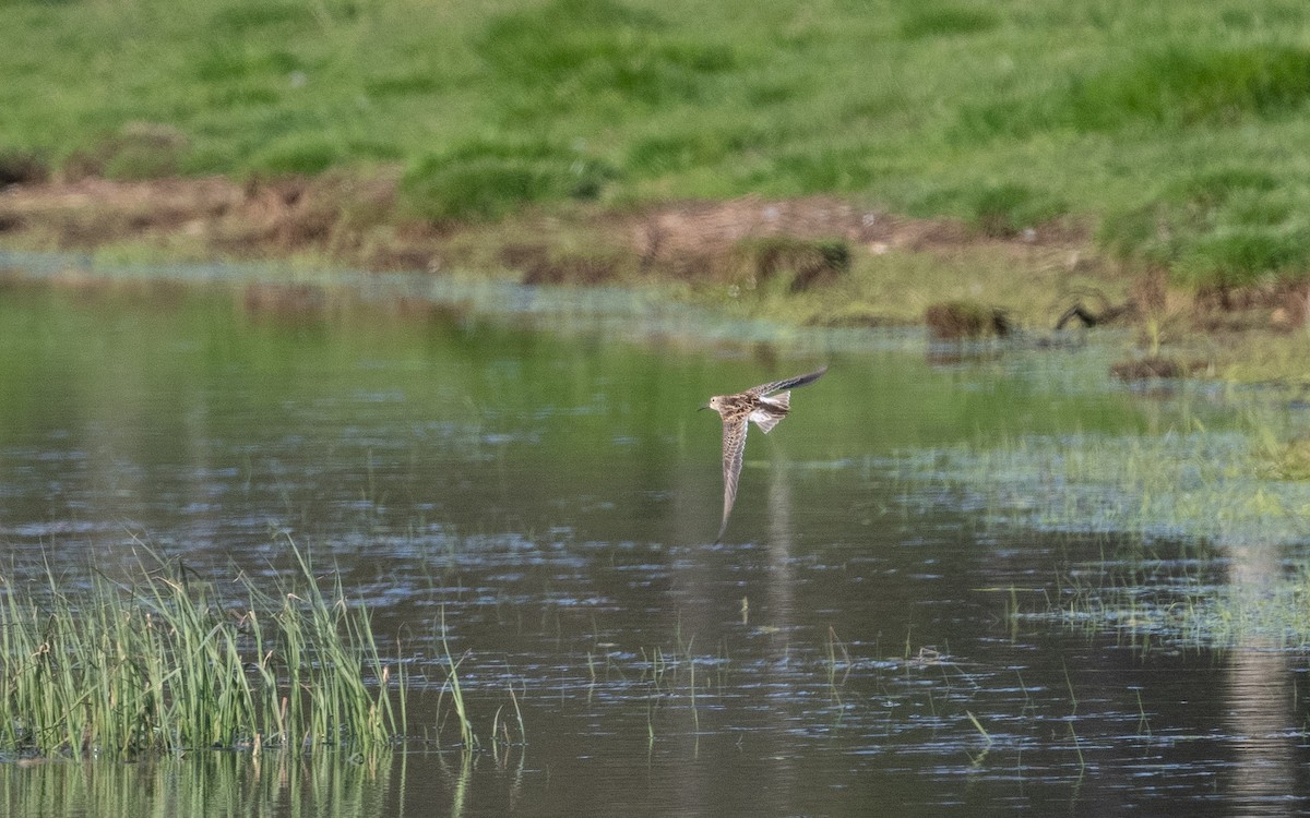 Pectoral Sandpiper - ML577392461