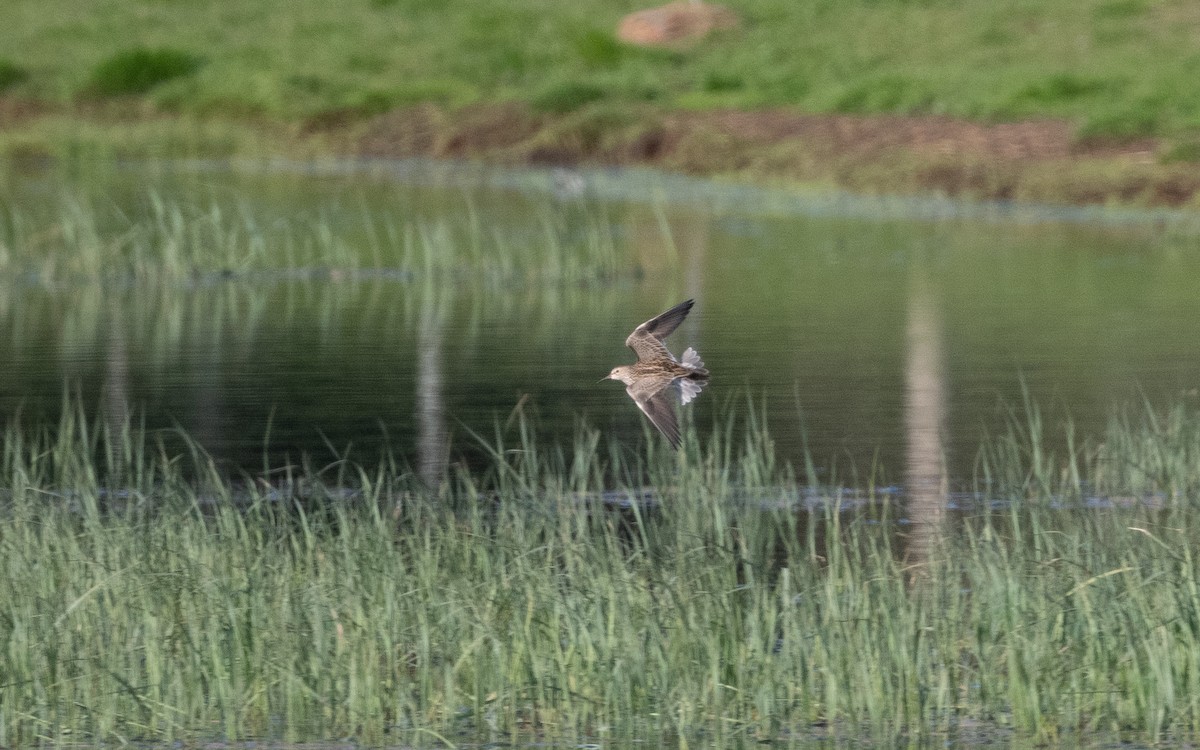 Pectoral Sandpiper - ML577392481