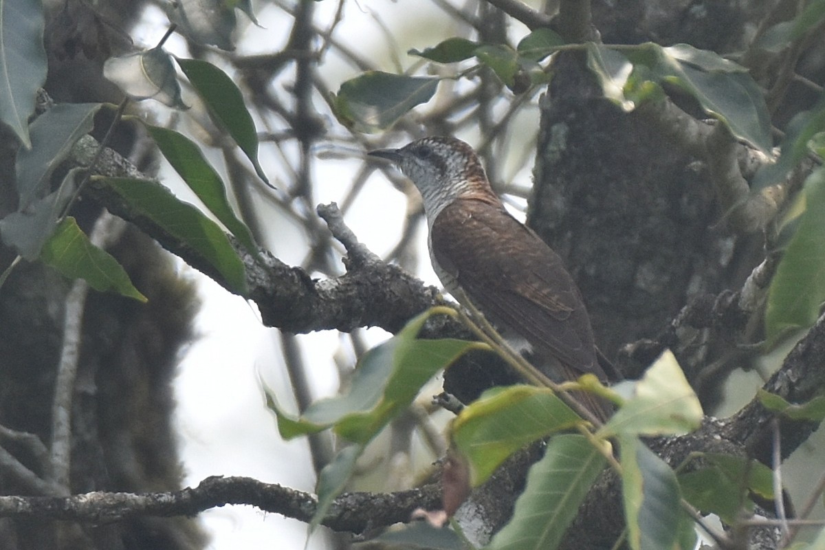 Banded Bay Cuckoo - ML577394171