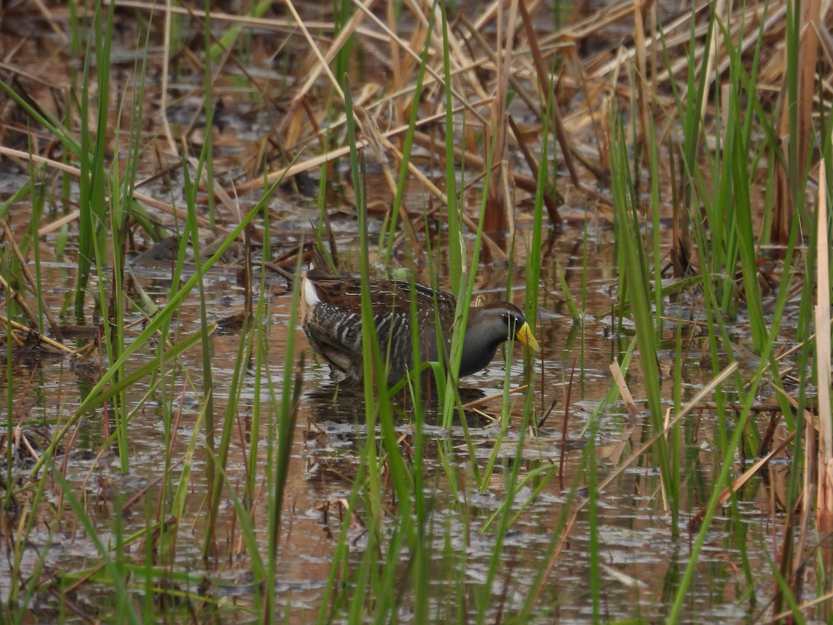 Polluela Sora - ML577394751