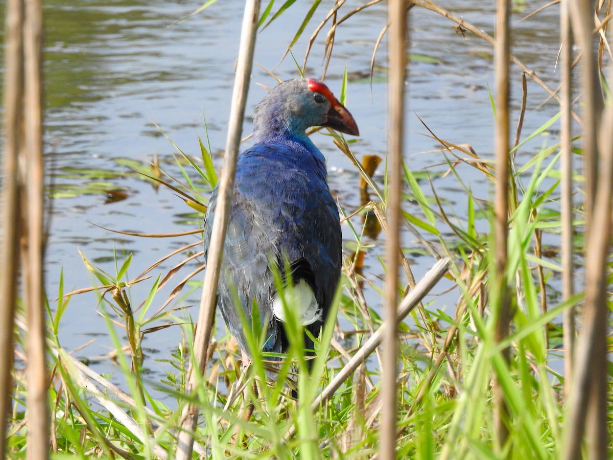 Gray-headed Swamphen - ML577394901