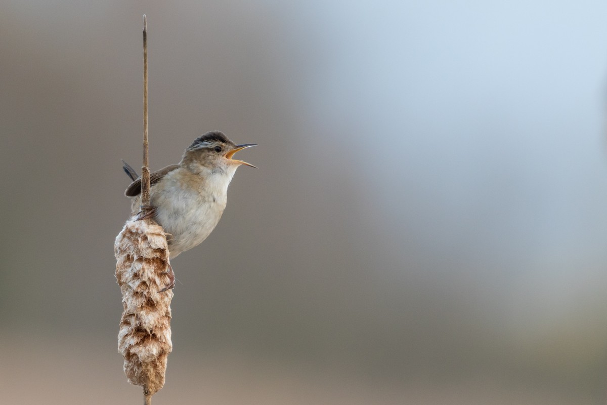 Marsh Wren - ML57739501