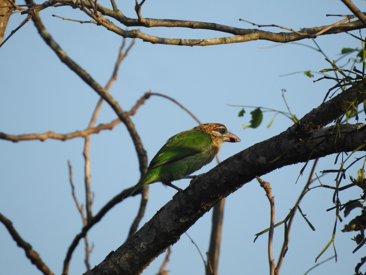 Yellow-crowned Woodpecker - ashish salgaonkar