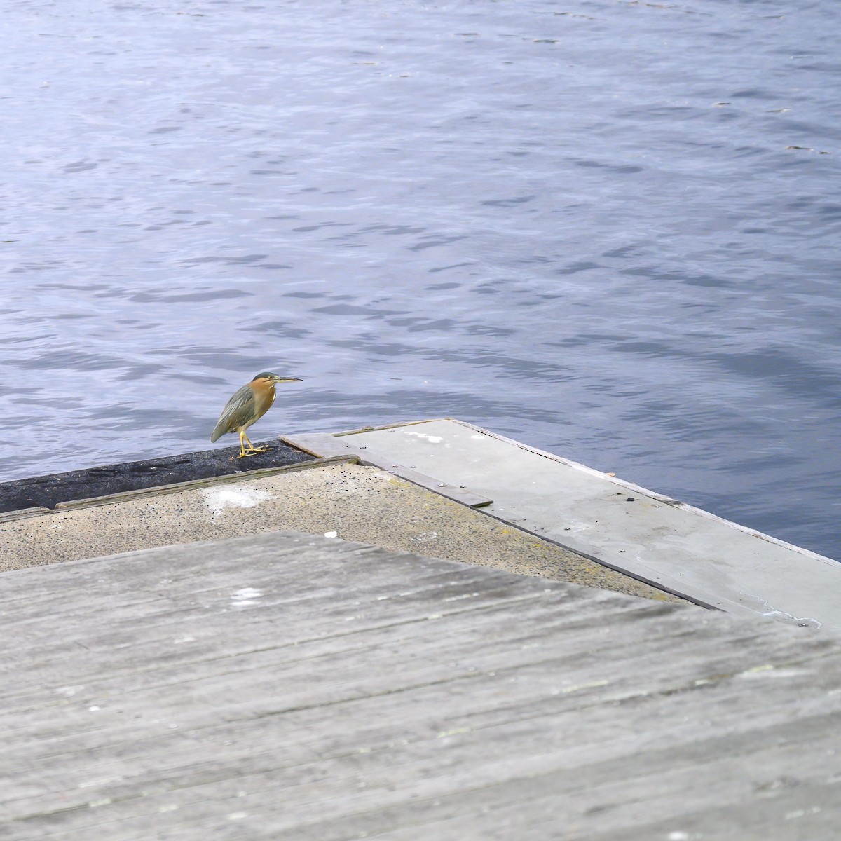 Striated Heron - ML577395231