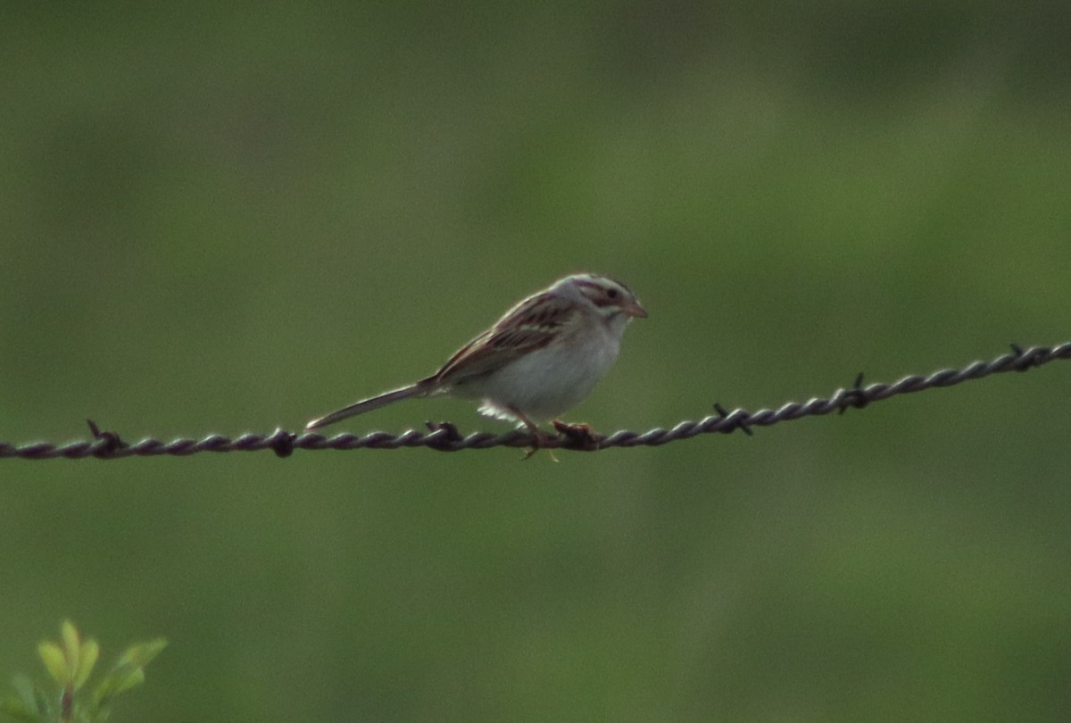 Clay-colored Sparrow - ML577395381