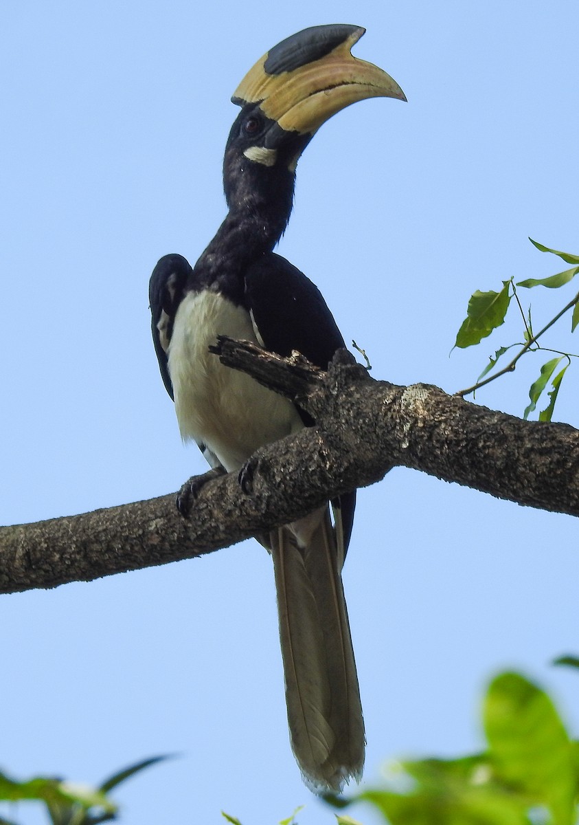 Malabar Pied-Hornbill - ashish salgaonkar