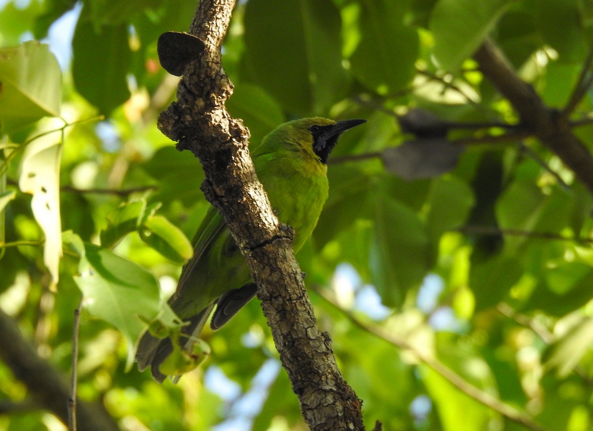 Jerdon's Leafbird - ashish salgaonkar