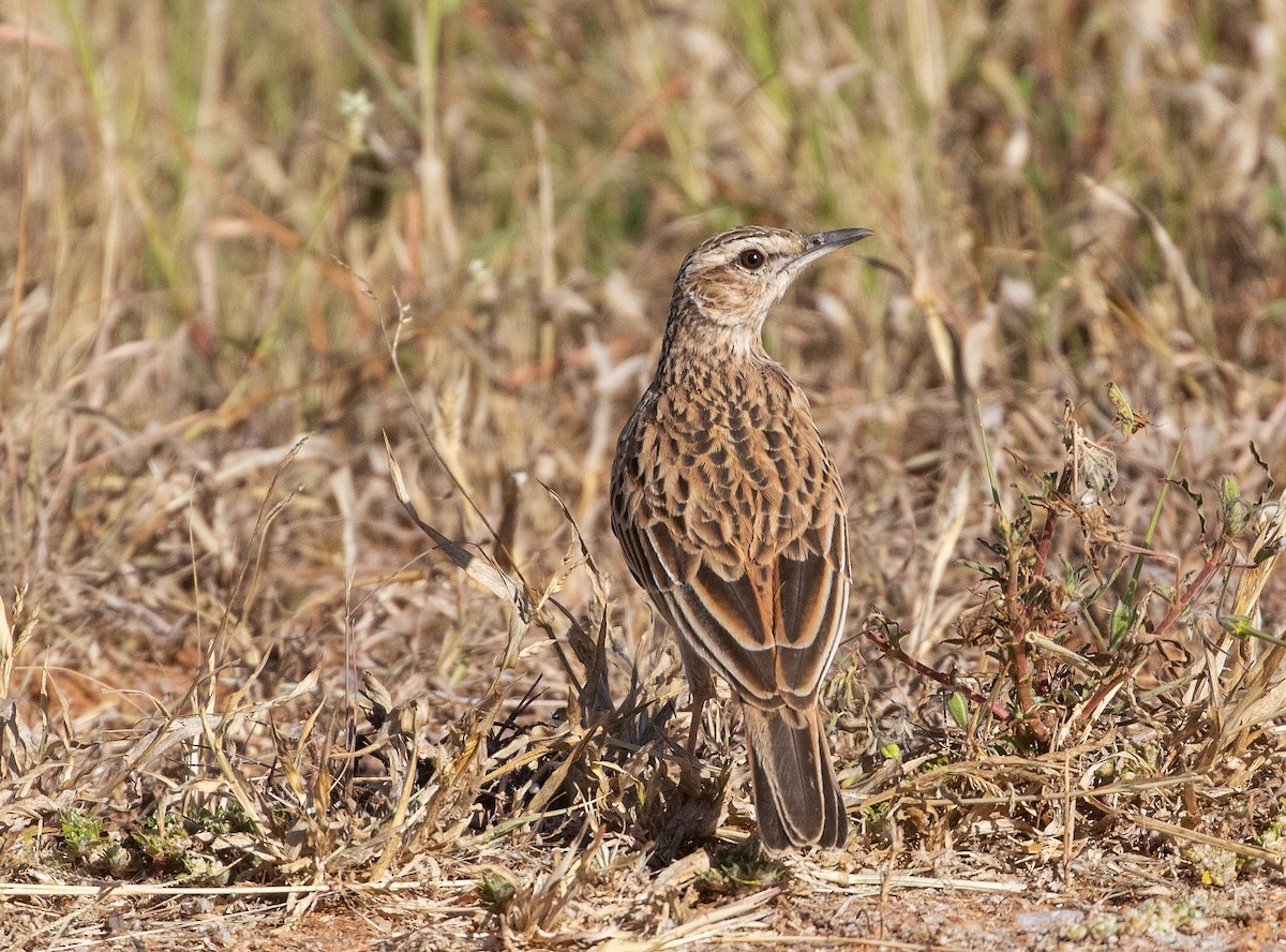 Short-clawed Lark - ML577395901