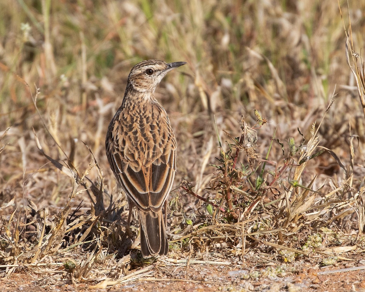 Short-clawed Lark - ML577395971