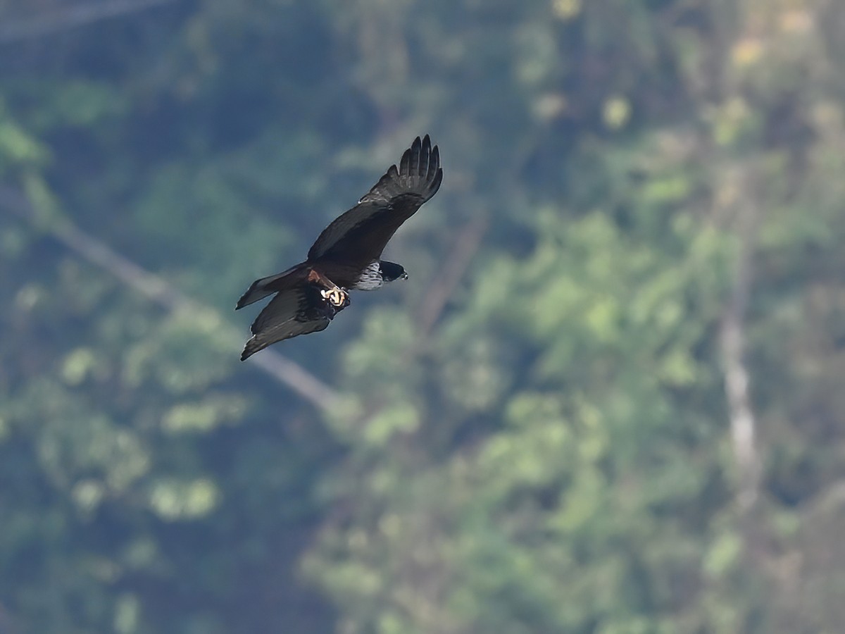 Águila Ventrirroja - ML577396701