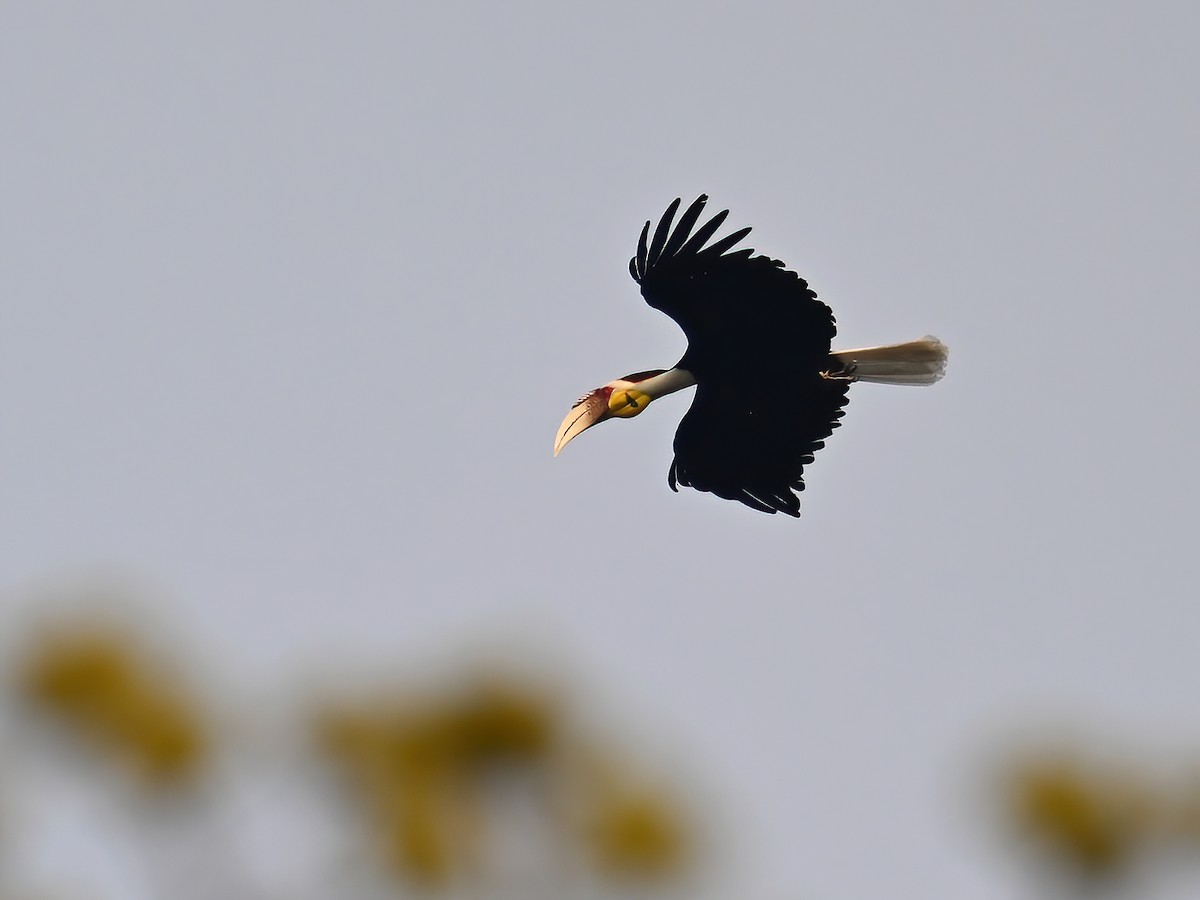 Wreathed Hornbill - ML577396781