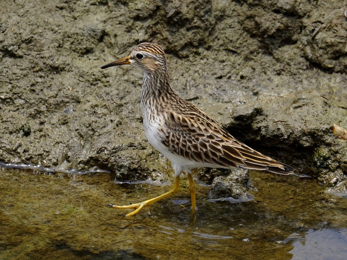 Pectoral Sandpiper - Donnie Tsui