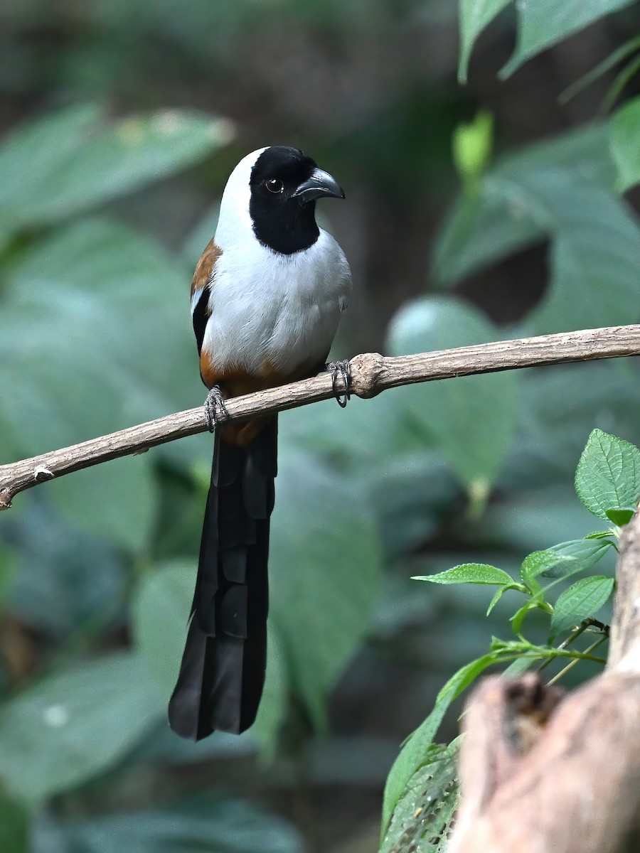 Collared Treepie - ML577397071