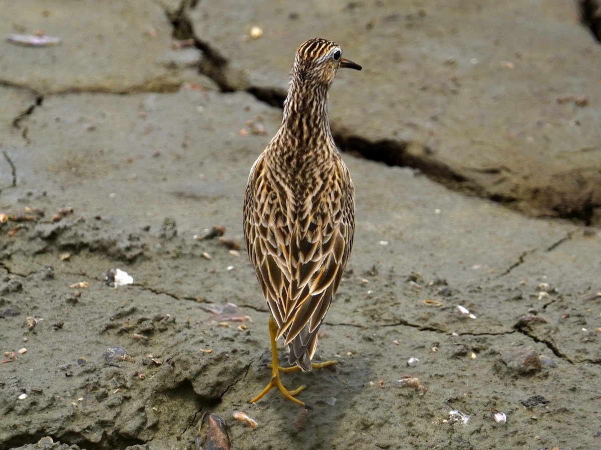 Pectoral Sandpiper - Donnie Tsui