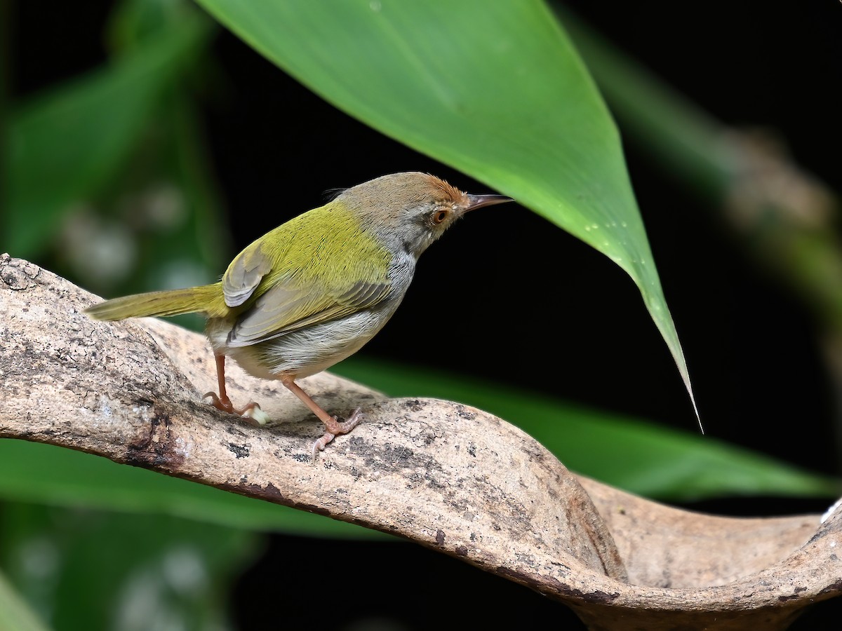 Common Tailorbird - peng su