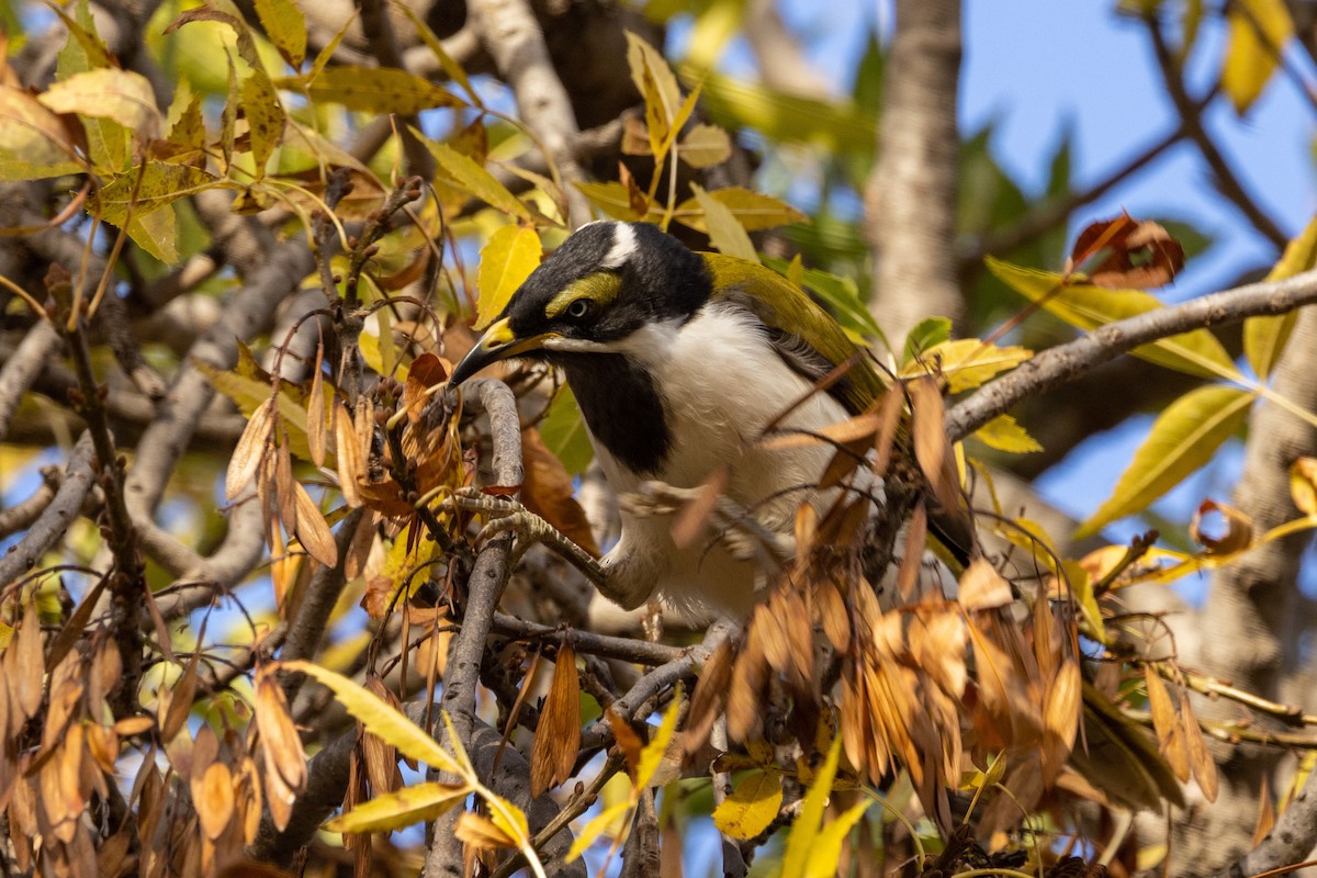 Blue-faced Honeyeater - ML577397261