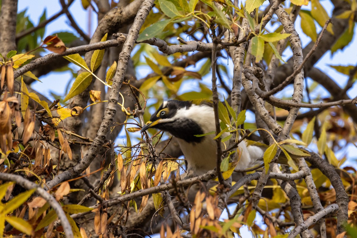 Blue-faced Honeyeater - ML577397271