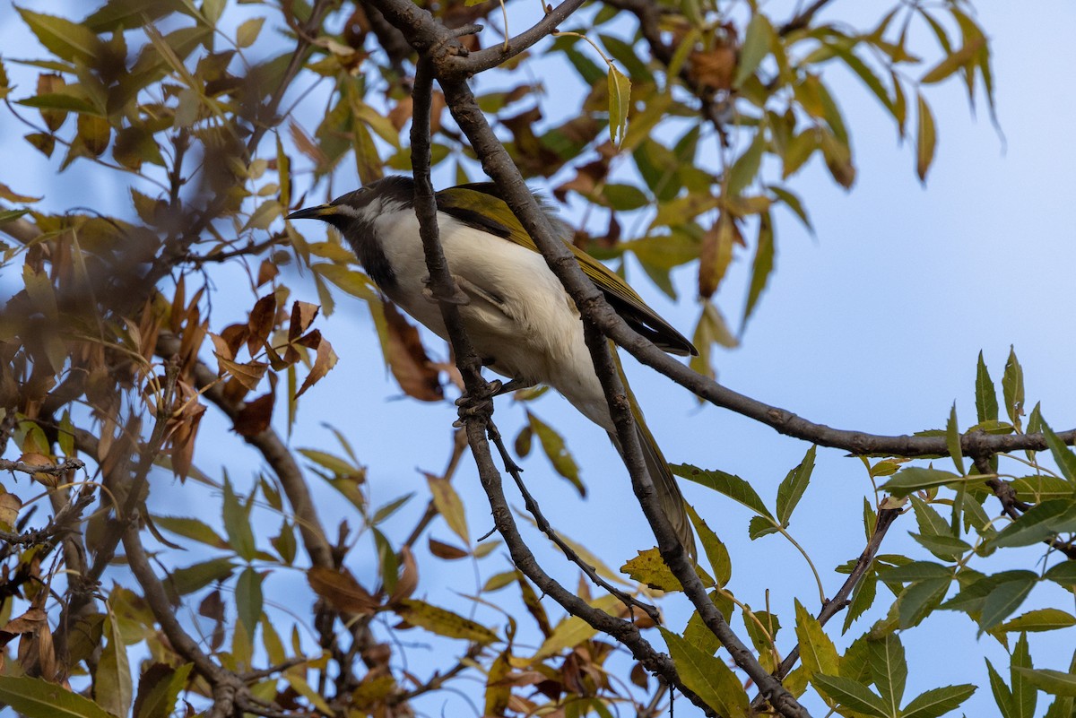 Blue-faced Honeyeater - ML577397281