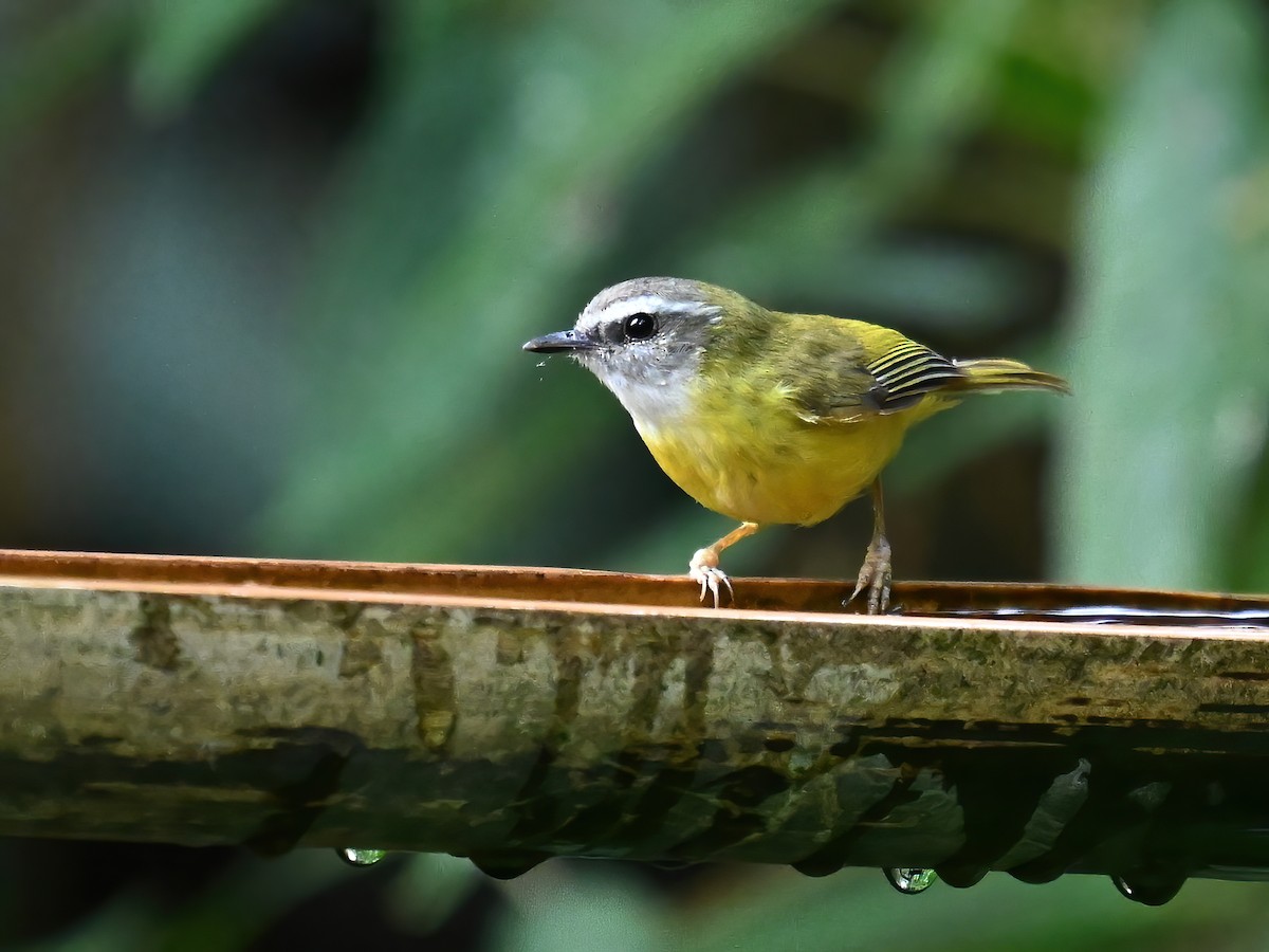 Yellow-bellied Warbler - peng su