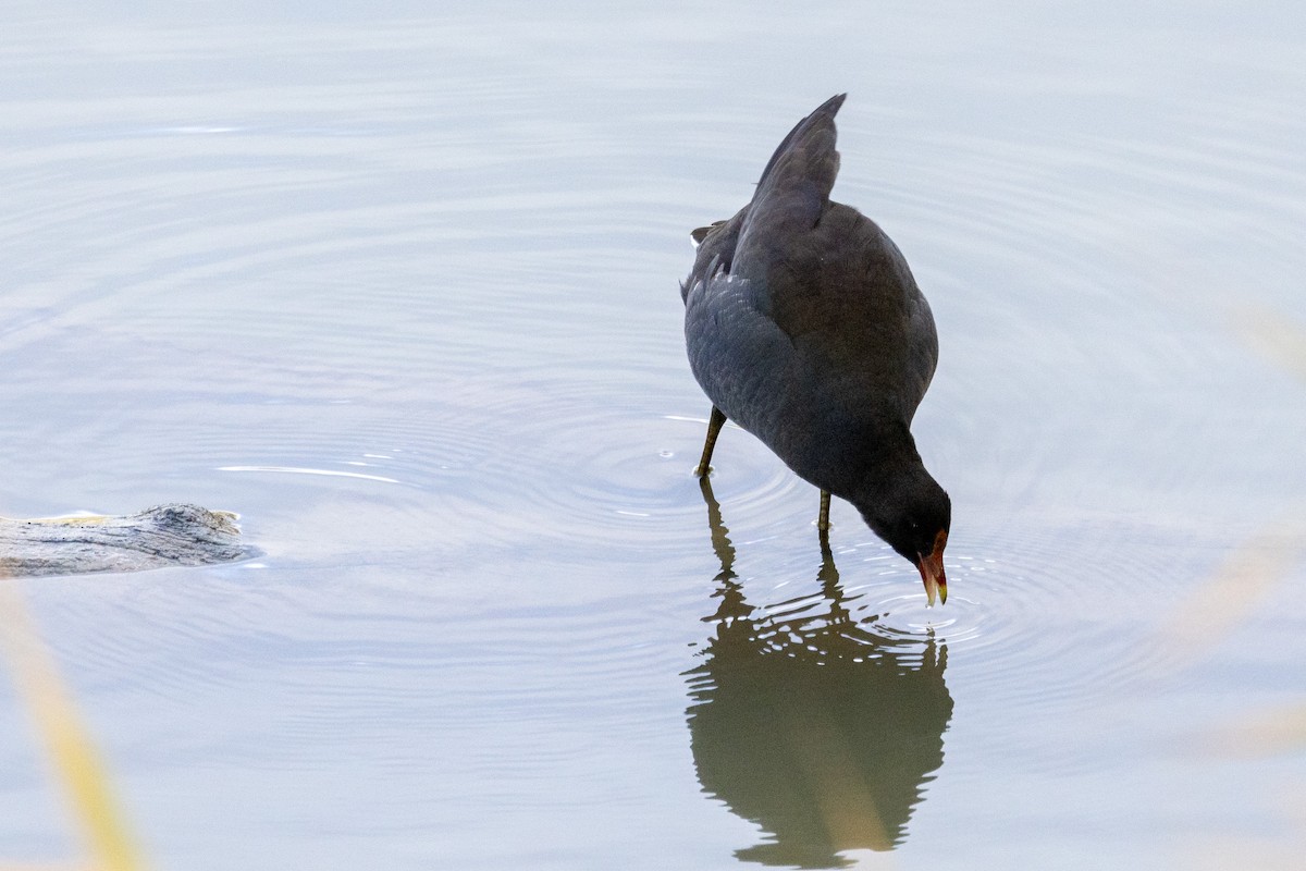 Dusky Moorhen - Richard and Margaret Alcorn