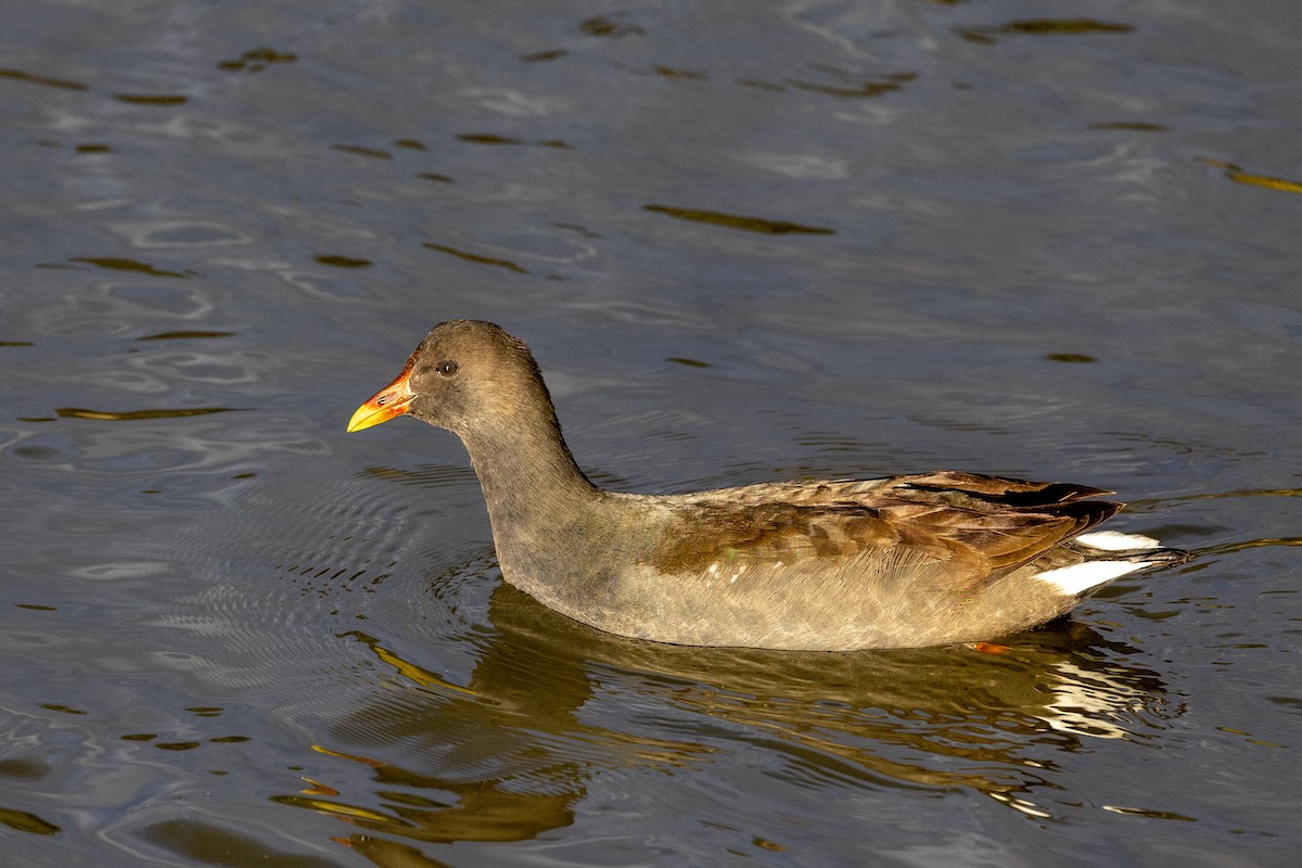 Dusky Moorhen - Richard and Margaret Alcorn