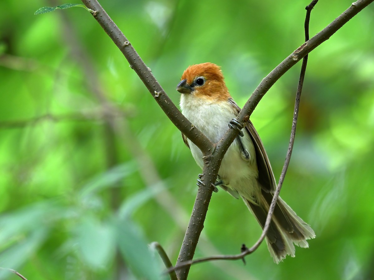 Rufous-headed Parrotbill - peng su