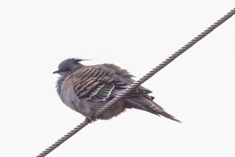 Crested Pigeon - ML577397761