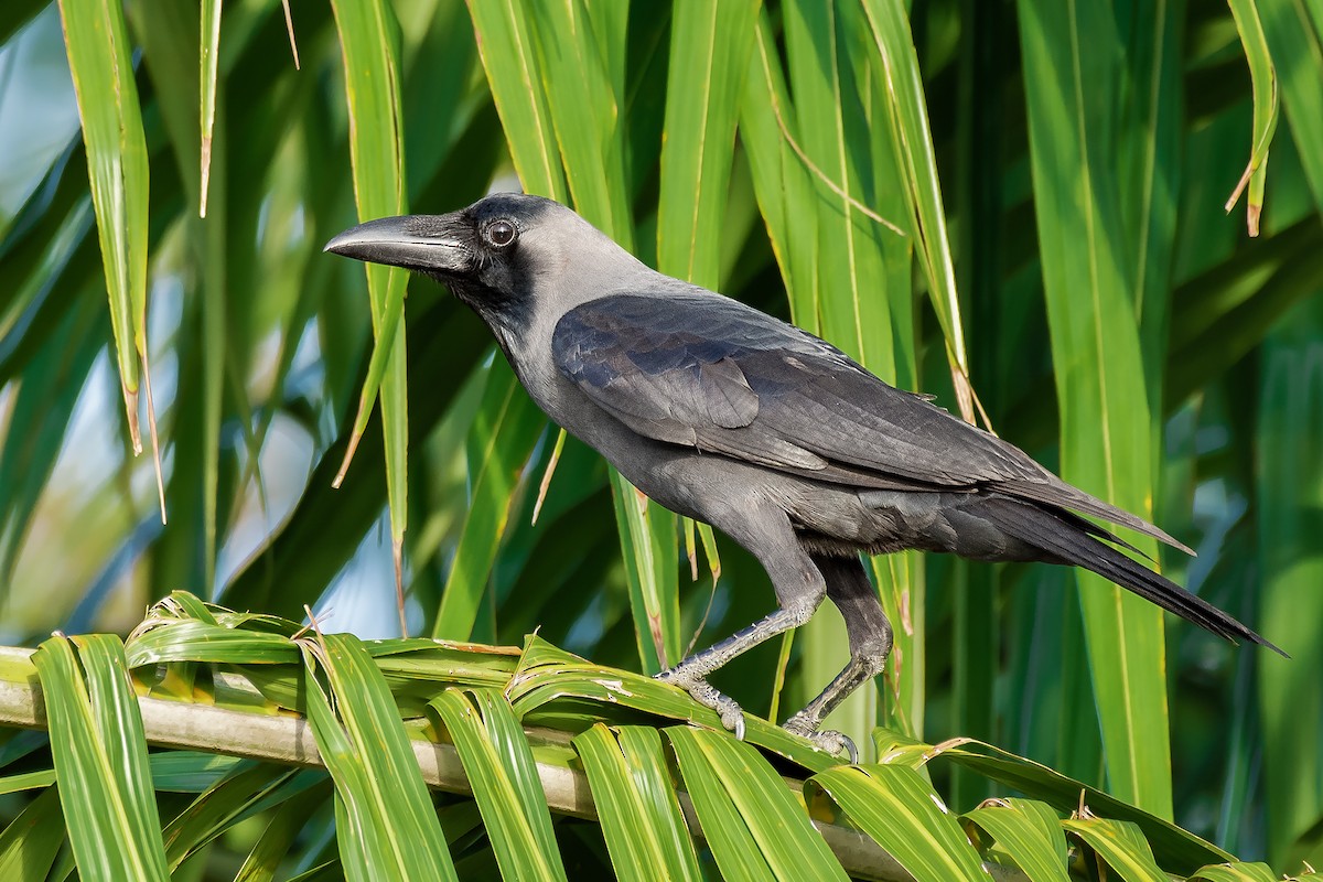 House Crow - ML577397881