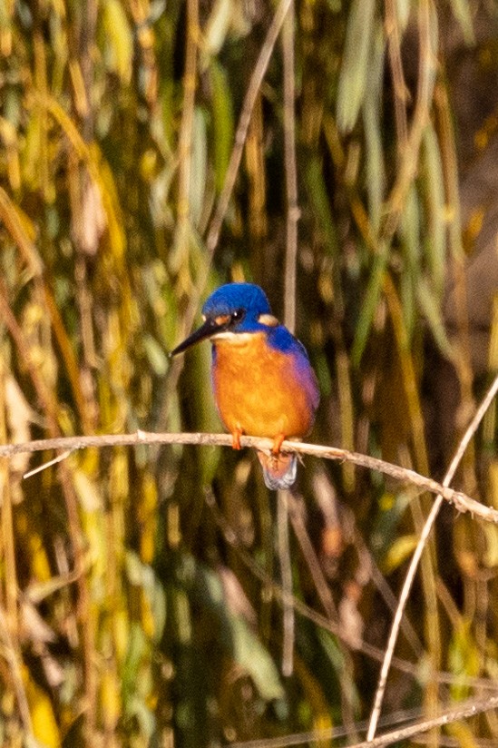 Azure Kingfisher - Richard and Margaret Alcorn