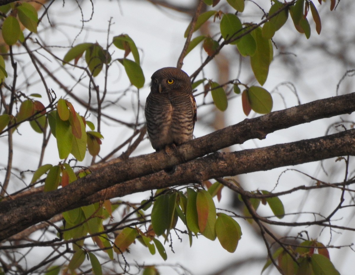 Jungle Owlet - ashish salgaonkar