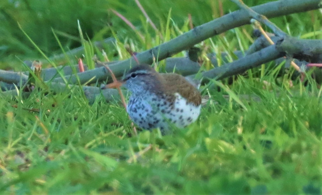 Spotted Sandpiper - ML577398221