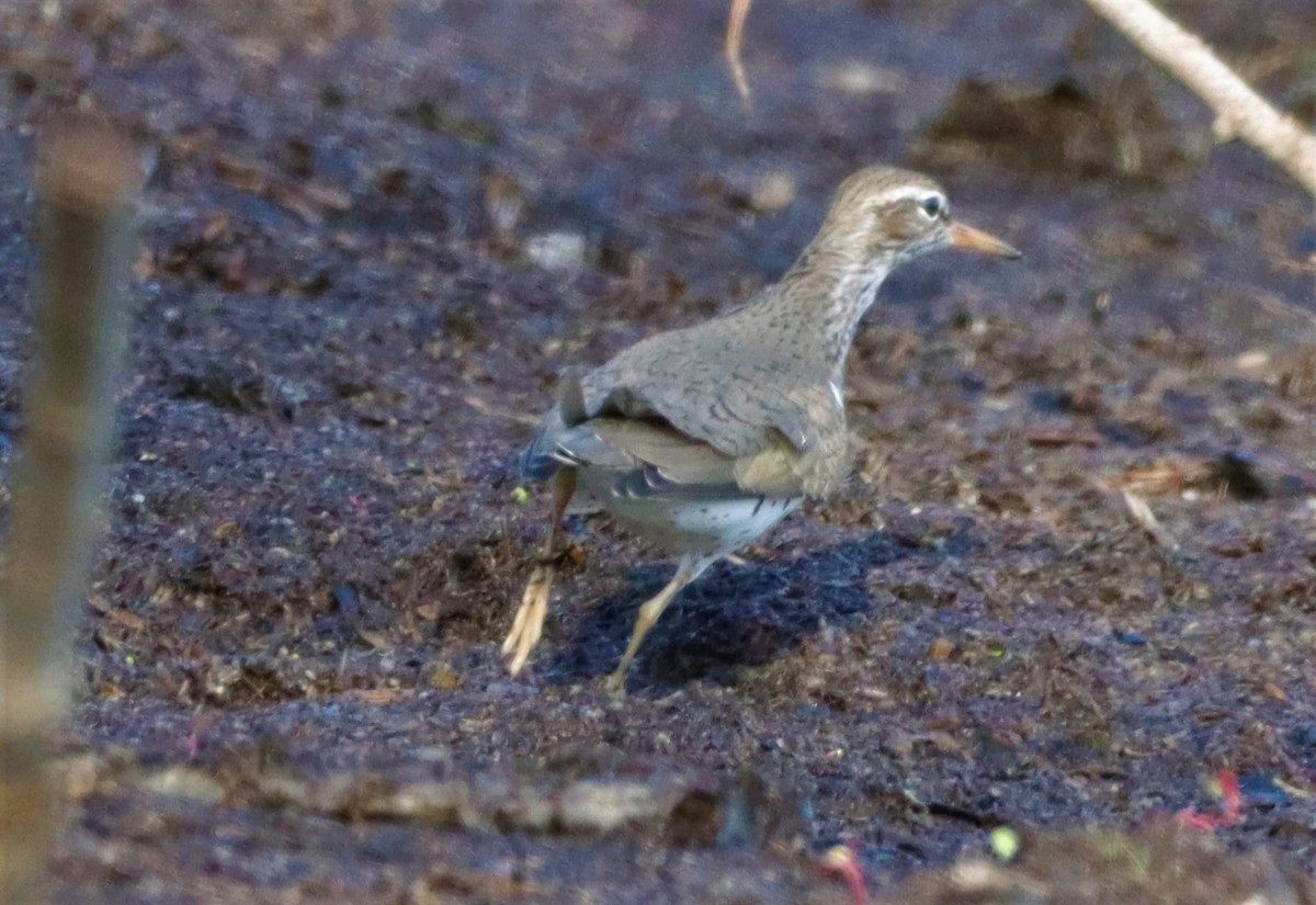 Andarríos Maculado - ML577398241