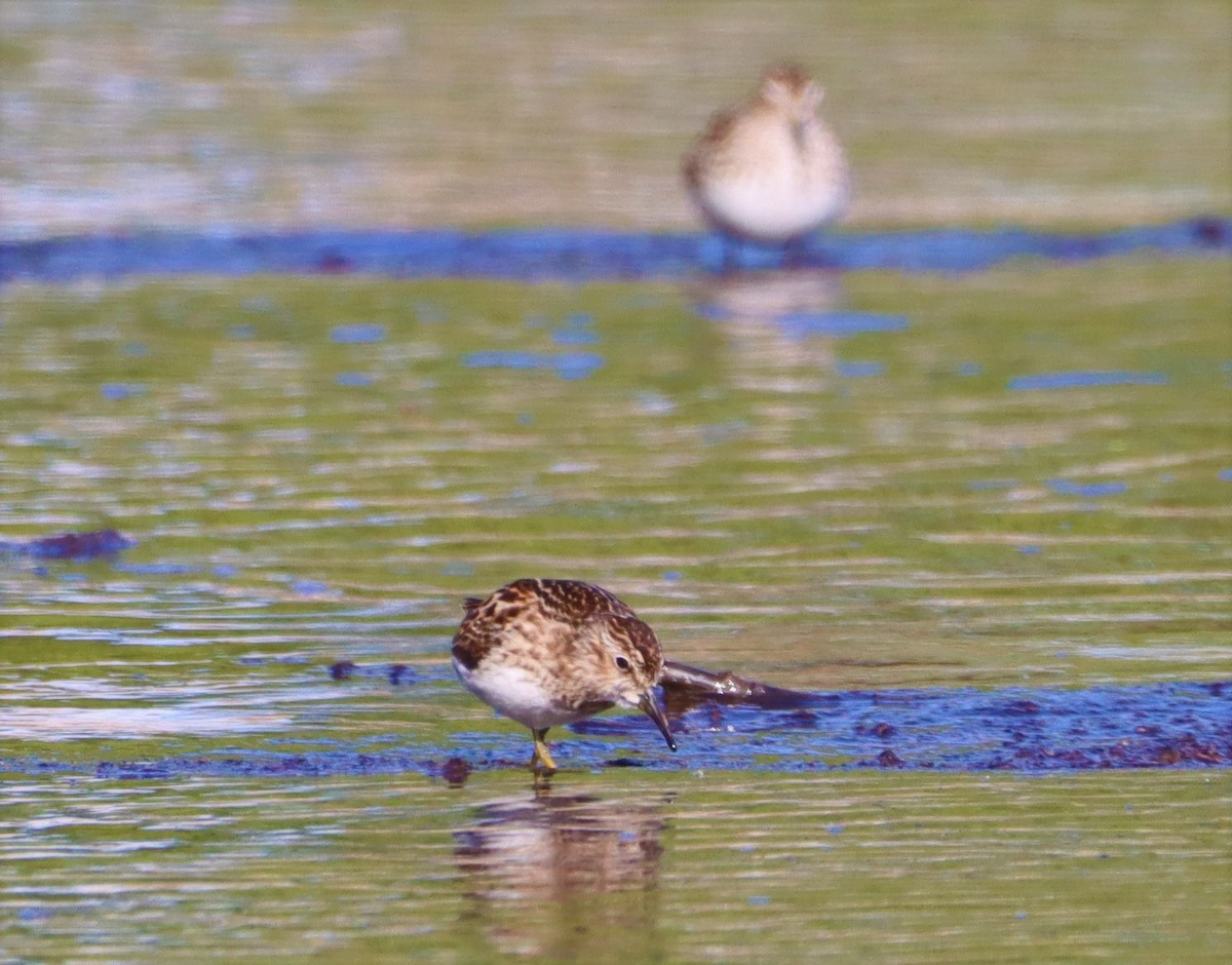 Least Sandpiper - ML577398291