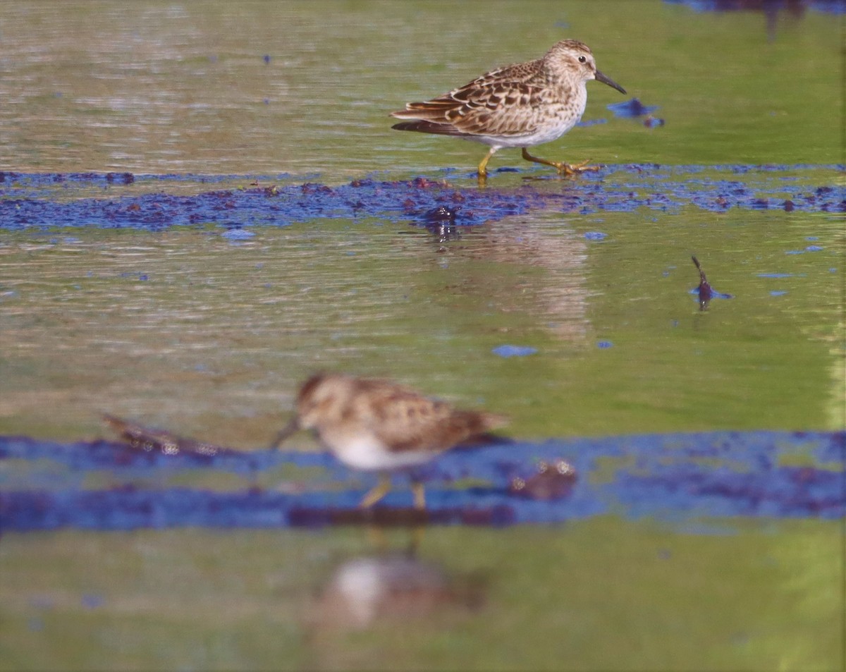 Least Sandpiper - ML577398301