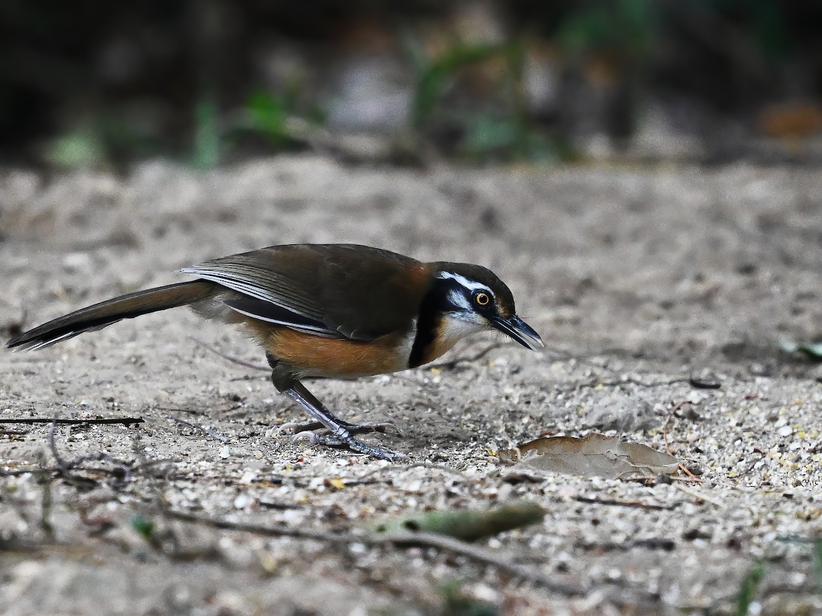 Lesser Necklaced Laughingthrush - ML577399071