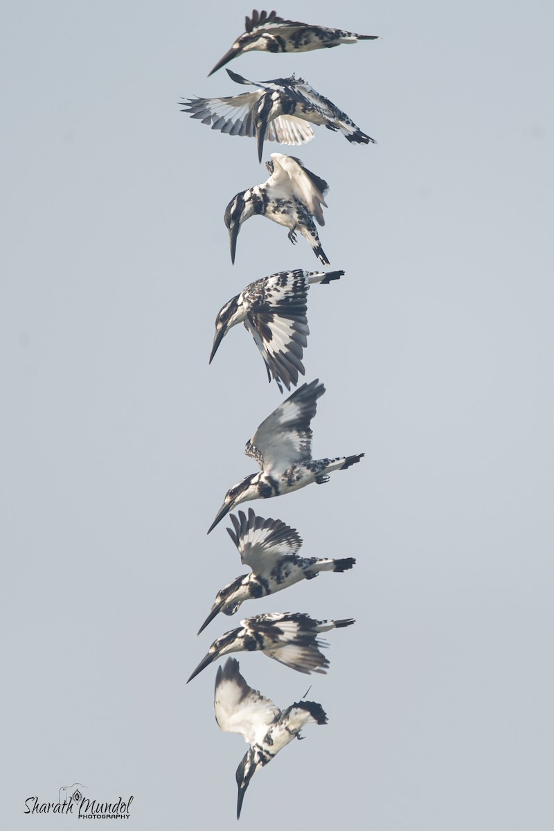 Pied Kingfisher - ML577399871
