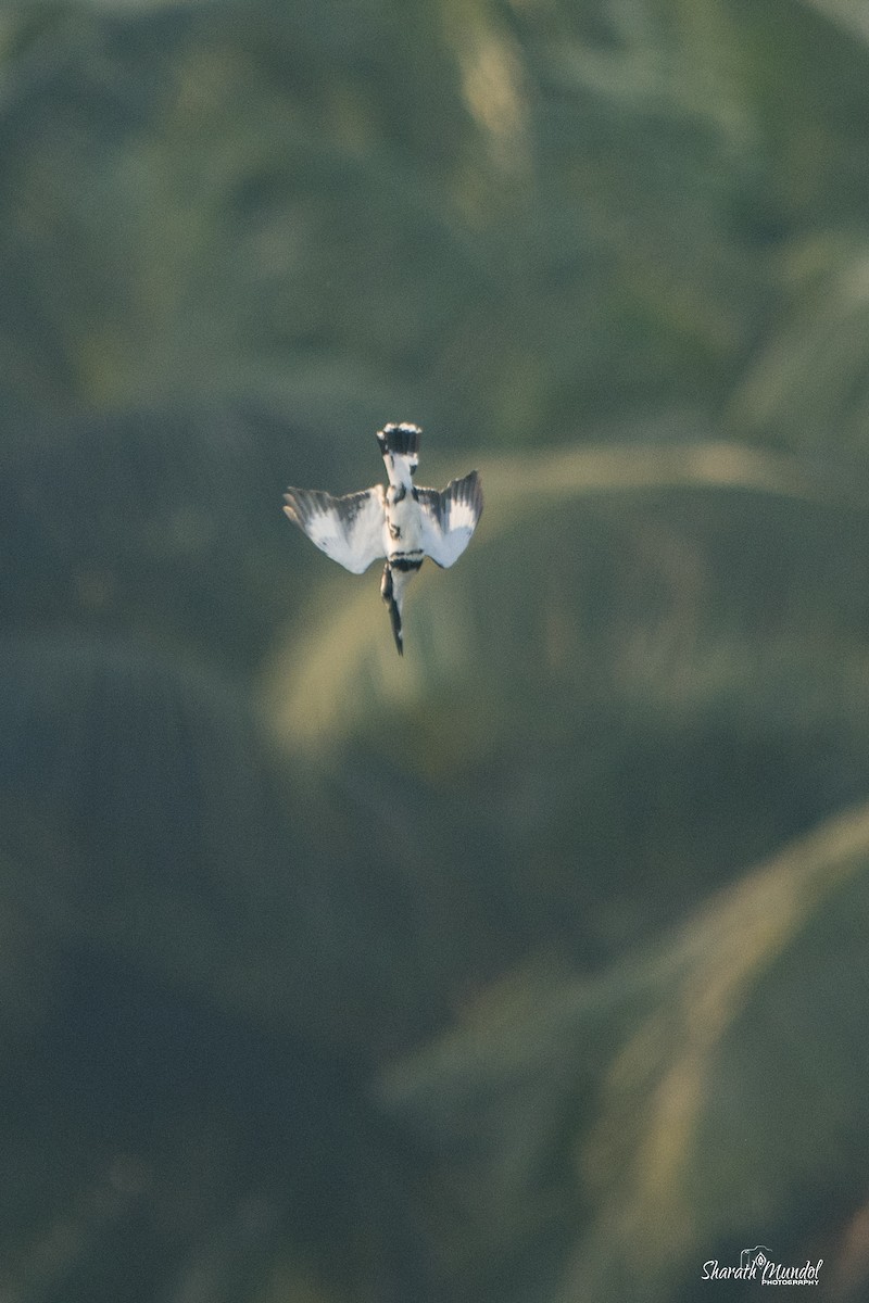 Pied Kingfisher - ML577399881