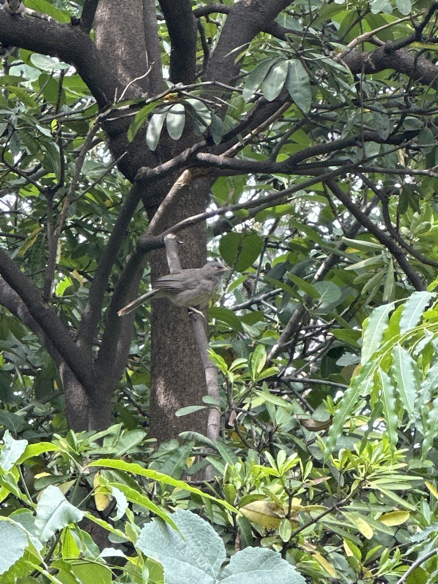 Jungle Babbler - ML577400271