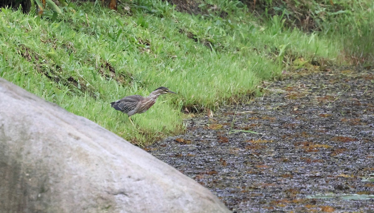 Striated Heron - Stein Henning Olsen