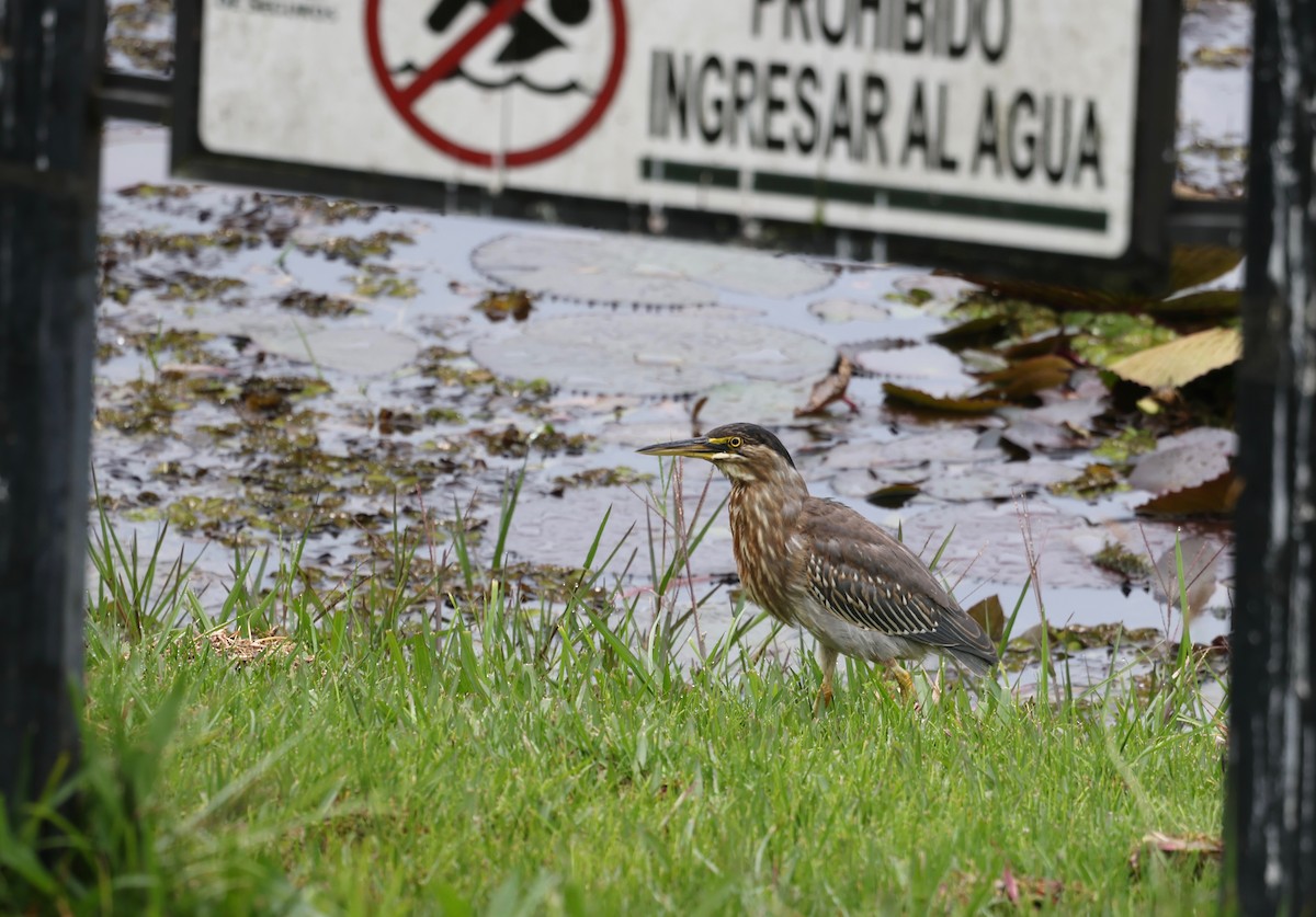 Striated Heron - Stein Henning Olsen