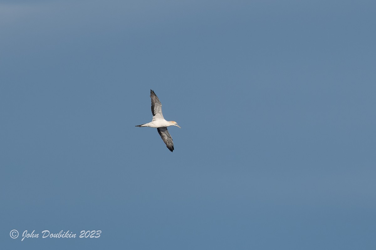 Australasian Gannet - ML577400611