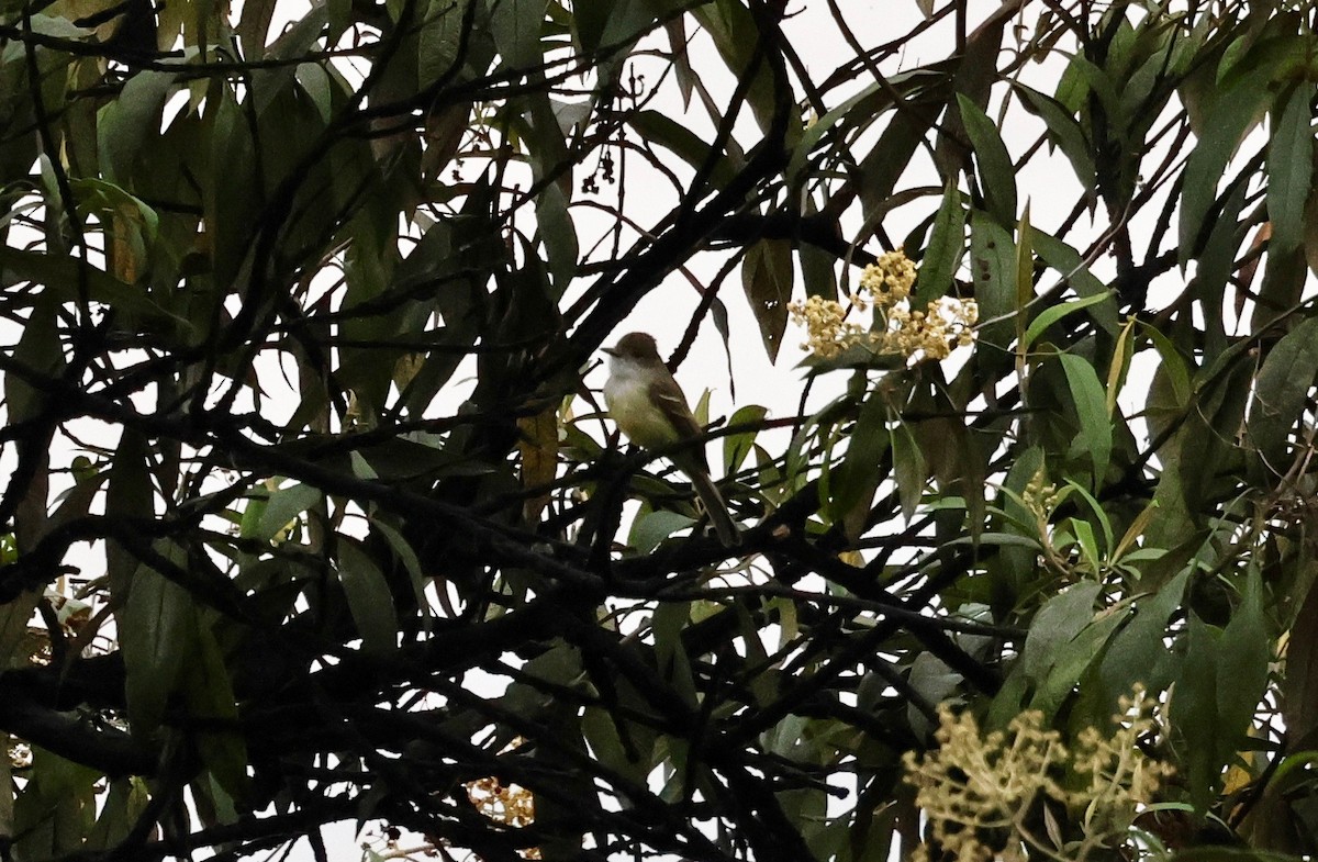 Pale-edged Flycatcher - Stein Henning Olsen