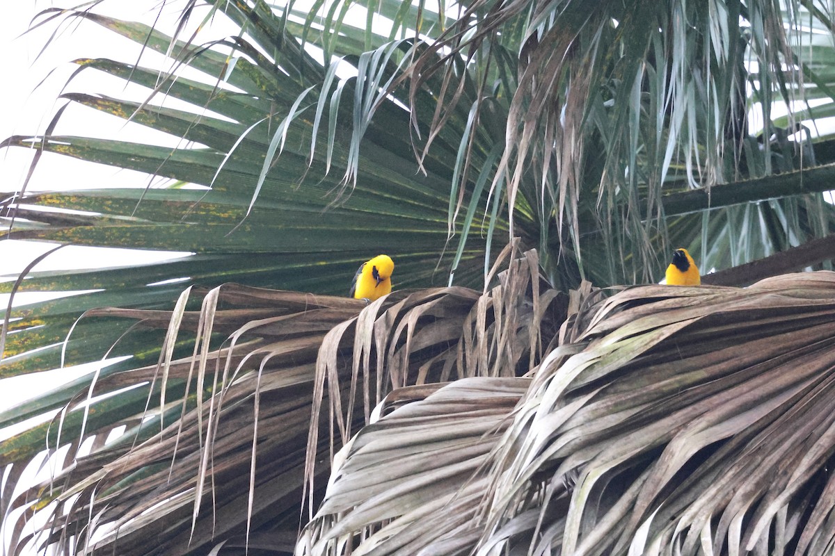 Yellow-backed Oriole - ML577400681