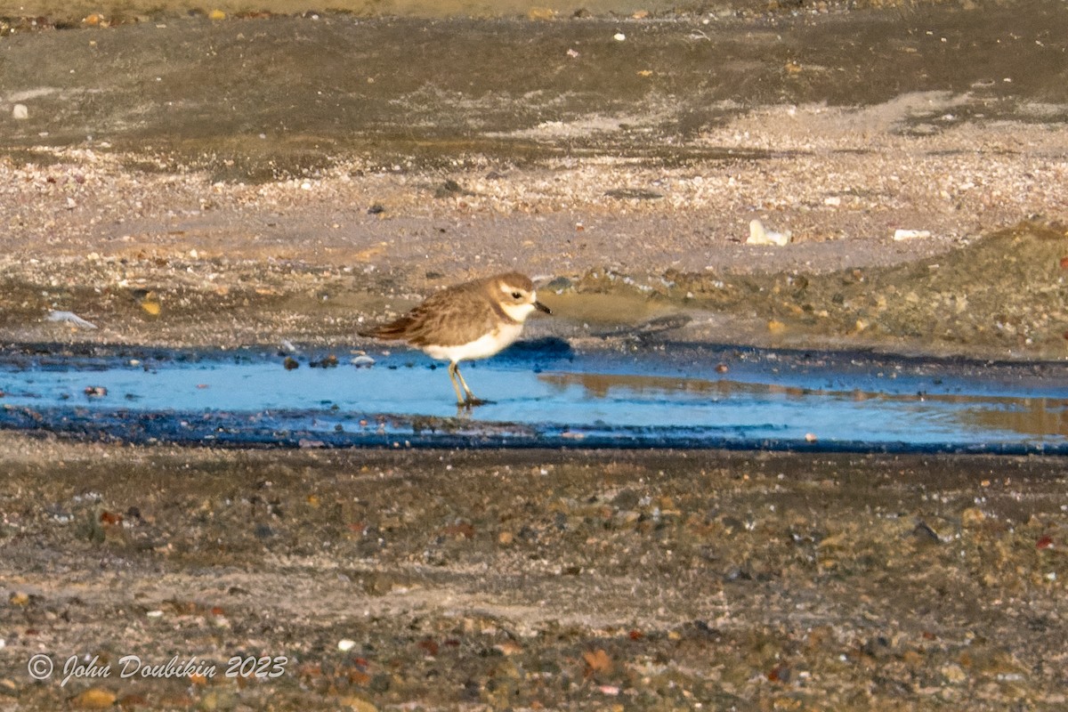 Double-banded Plover - ML577400781