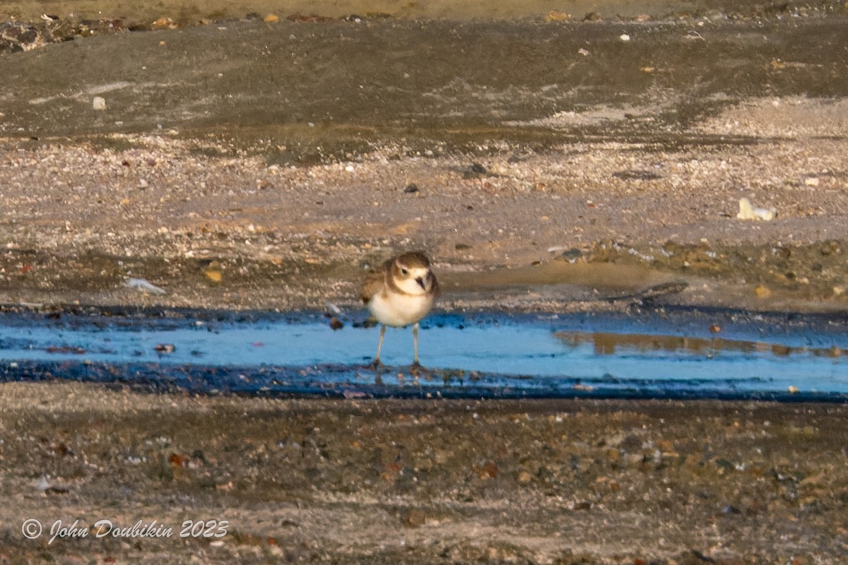 Double-banded Plover - ML577400801